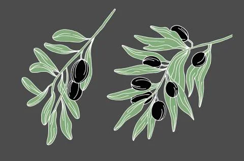 Set of sketch drawn olive branches Stock Illustration