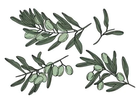 Set of sketch drawn olive branches Stock Illustration