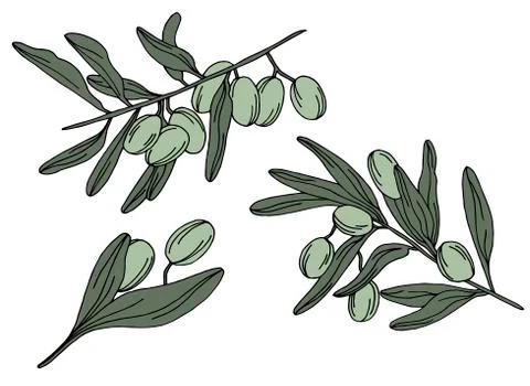 Set of sketch drawn olive branches Stock Illustration