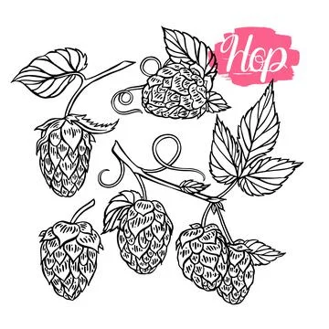 Set of sketch hops Stock Illustration