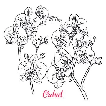 Set of sketch orchids Stock Illustration