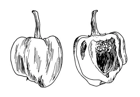 A set of sketch peppers in the section. a set of whole pepper and half, hand Stock Illustration