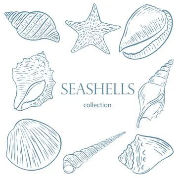 Set of sketch seashells vector illustration. Stock Illustration