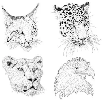 Set sketch silhouette sketch eagle, lynx, leopard. lioness face on white back Illustrazione stock