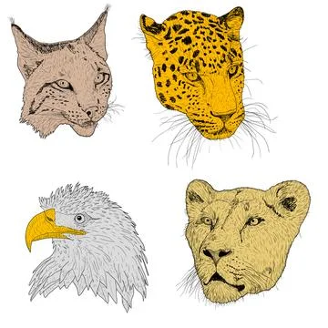 Set sketch silhouette sketch eagle, lynx, leopard. lioness face on white back Illustrazione stock