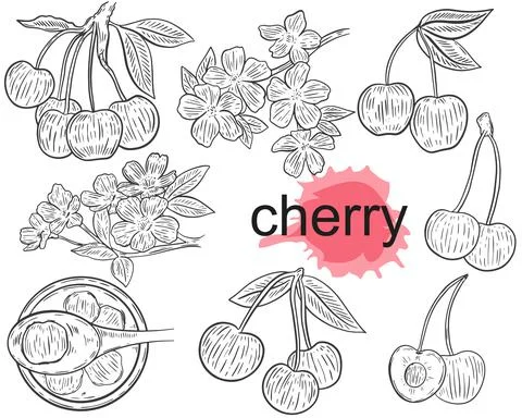 A set of sketches of cherries. Vector. Berries on a branch, bunch, half, jam Stock Illustration