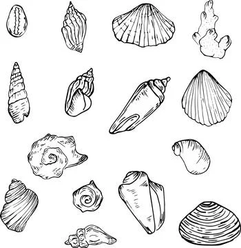 A set of sketches with different seashells. Sketch freehand drawing, black color 스톡 일러스트