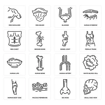 Set of Skull Side View, Big Nose, Human Body Side, Artery, Lips, Bones Joint, Free Stock Illustration