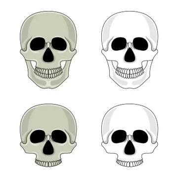 Set of skulls isolated on white background. Cartoon human skull with jaw. Vec Stock Illustration