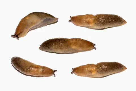 Set of slugs on a white background. Stock Photos