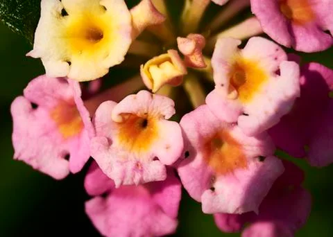 Set of small colored flowers Stock Photos