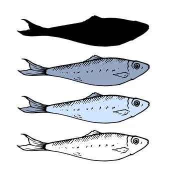 A set of small fish. sprat in different variation of the sketch, the color and Stock Illustration