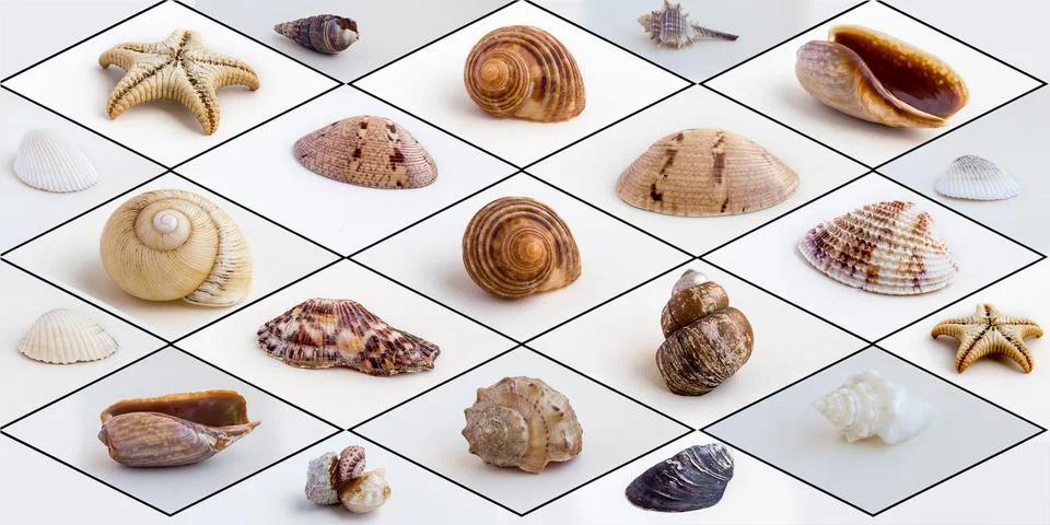 Set of small sea shells Stock Photos