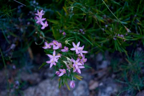 Set of small violet flowers Stock Photos