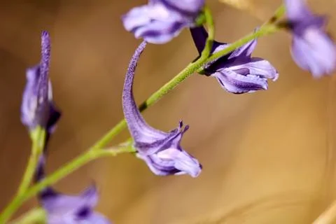 Set of small violet flowers Stock Photos