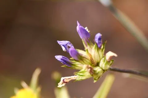 Set of small violet flowers Stock Photos