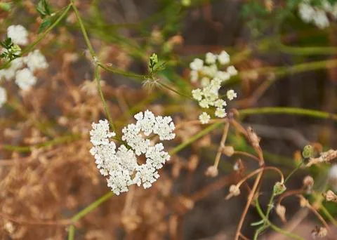 Set of small white flowers in the field Stock Photos