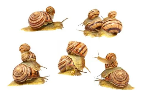 Set of snails.isolated. Stock Photos