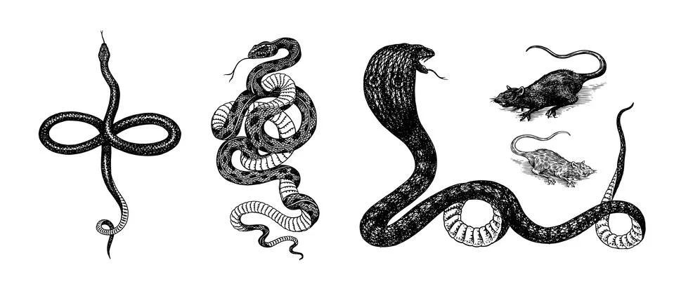 Set of snakes. Pythonidae or python. Boinae or boas or boids. Eastern racer or Stock Illustration
