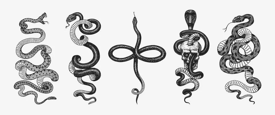 Set of snakes. Pythonidae or python. Boinae or boas or boids. Eastern racer or Stock Illustration