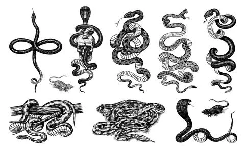 Set of snakes. Pythonidae or python. Boinae or boas or boids. Eastern racer or Stock Illustration