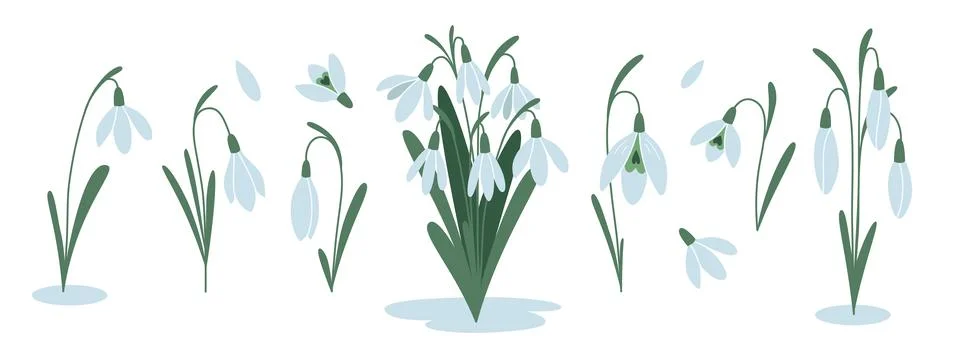 Set of snowdrops, first spring flowers, cartoon style. Trendy modern vector Illustrazione stock