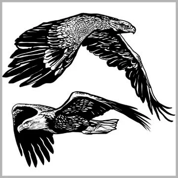 Set of soaring eagles, eagle in flight vector illustration isolated on white Stock Illustration