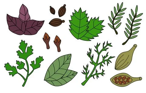 Set spices, condiments and herbs. Rosemary, Mint, Dill, Parsley, Clove, Bay Leaf Stock Illustration