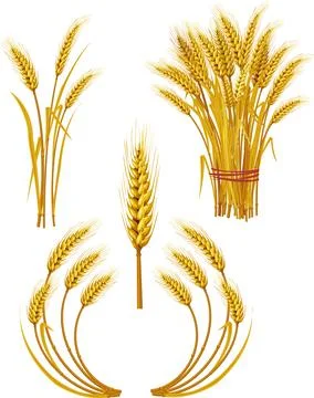 Set of Spike of wheat Stock Illustration