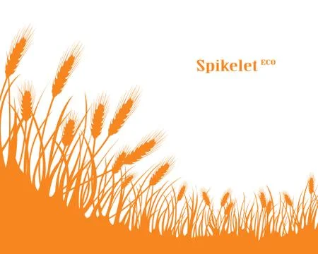 A set of spikelets of golden wheat, rye, barley on a white background of vari Stock Illustration