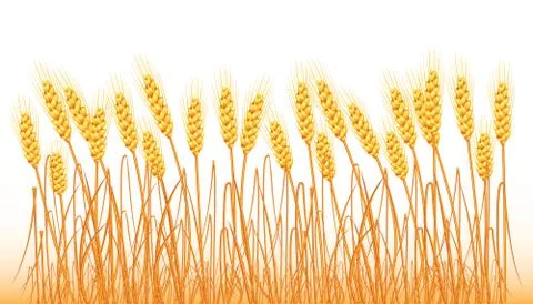 A set of spikelets of golden wheat, rye, barley on a white background of vari Stock Illustration
