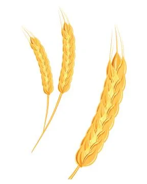 A set of spikelets of golden wheat, rye, barley on a white background of vari Stock Illustration