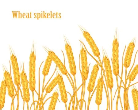 A set of spikelets of golden wheat, rye, barley on a white background of vari 스톡 일러스트