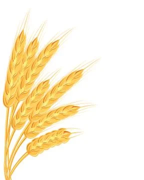 A set of spikelets of golden wheat, rye, barley on a white background of vari Stock Illustration