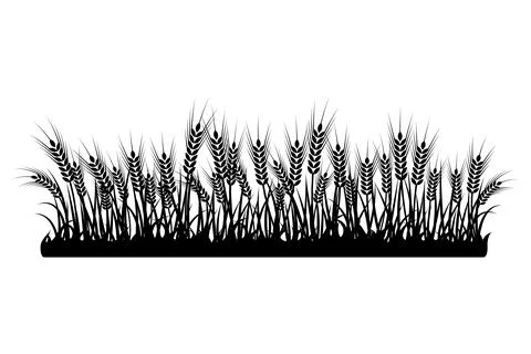 A set of spikelets of wheat, rye, barley on a white background of various sha Stock Illustration