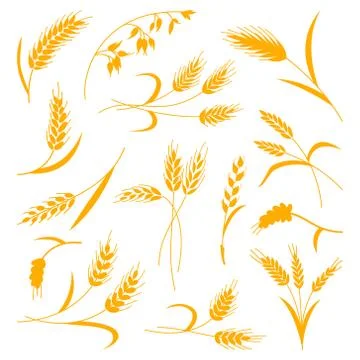 Set of spikelets of wheat on a white isolated background. Vector illustration 스톡 일러스트