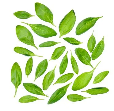 Set of spinach leaves Stock Photos