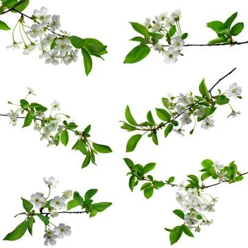 Set for spring design - cherry branches with foliage. Isolated. Blooming cher Foto stock