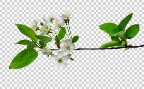 Set for spring design - cherry branches with foliage. Isolated. Blooming ch.. Stock Photos