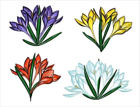 A set of spring flowers. Crocuses are purple, yellow, white and red. Stock Illustration