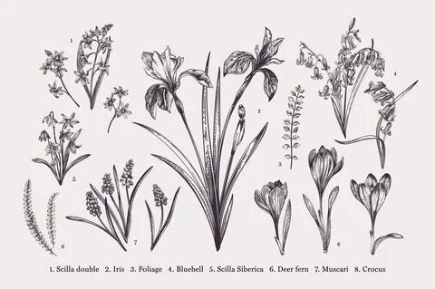 Set with spring flowers. Illustrazione stock