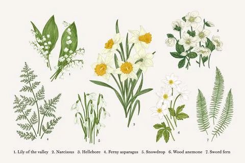 Set with spring flowers. Stock-Illustration