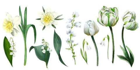Set of spring flowers including white tulips and daffodils Stock Illustration