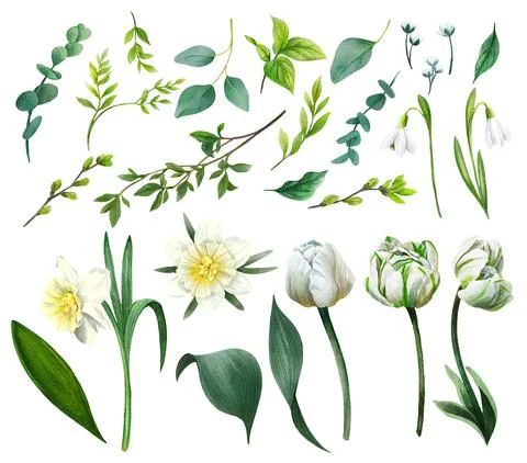 Set of spring flowers including white tulips Stock Illustration