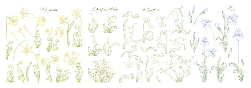 Set of spring flowers: iris, lily of the valley, snowdrop, daffodil. Stock Illustration