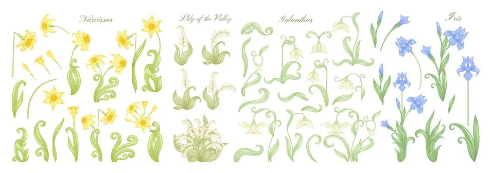 Set of spring flowers: iris, lily of the valley, snowdrop, daffodil. Stock Illustration