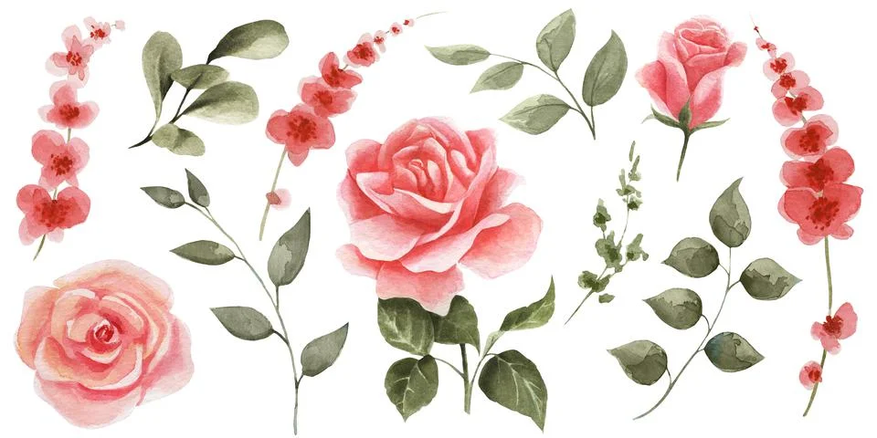 Set of spring flowers on a white background. Watercolor pink roses, red flowe Stock Illustration
