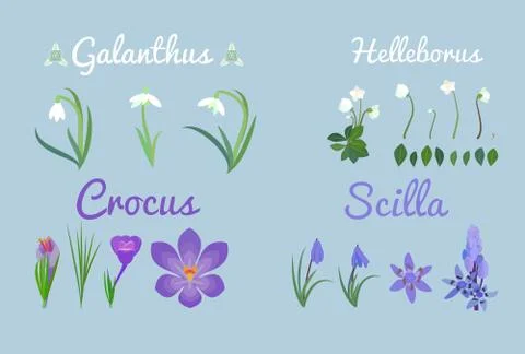 Set spring flowers.Snowdrop or common snowdrop Galanthus nivalis flowers. Stock Illustration