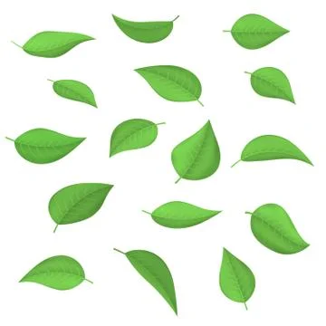 Set of spring fresh green leaves Illustration