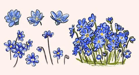 A set of spring primroses. Hepatica is a plant with blue flowers. Stock Illustration